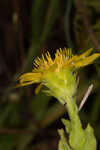 Pineland goldenaster